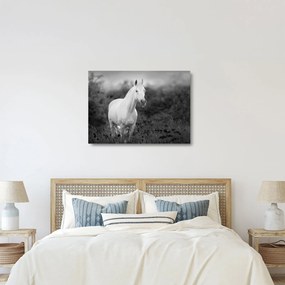 Egy fehér ló képe egy réten, fekete-fehér (üvegen) (70x50 cm)