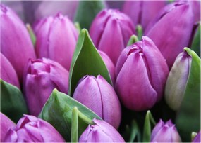 Kép - tulipánok (üvegen) (70x50 cm)