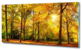 Üvegfotó Erdő ősszel osh-89529230