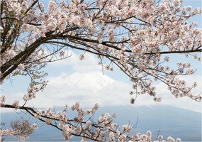 Sakura és Fuji flizelin fotótapéta Japán tavasz 416x290 +ragasztó