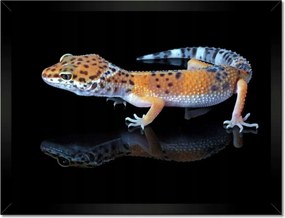 Poszterek keretben 40x30 Gekkó leopárd hüllők