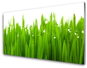 Akrilüveg fotó Grass Nature Plant 100x50 cm