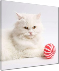 Vászonkép 40x40 Cica Cicák Macskák