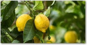 Fotó üvegkép Citrom a fán 140x70