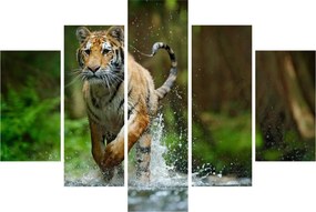 Futó tigris képe (150x105 cm)