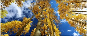 Kép - Aspen (120x50 cm)