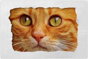 Poszterek 120x80 Cica Cicák