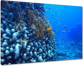 Vászonkép 100x70 Víz alatti lagúna korallok
