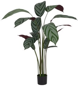 Műnövény (magasság 150 cm) Calathea – Ixia