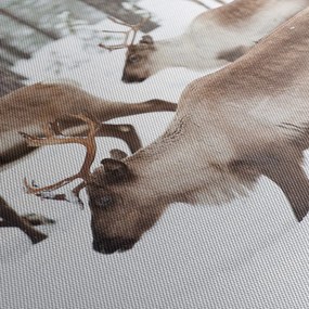 Kép - Rénszarvas (90x60 cm)