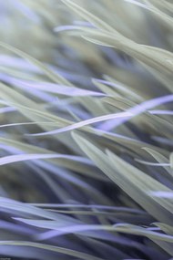 Poszter 30x45cm Fű, Assaf Frank