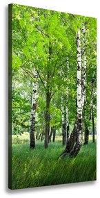 Vászon nyomtatás Nyírfa erdő ocv-99735261