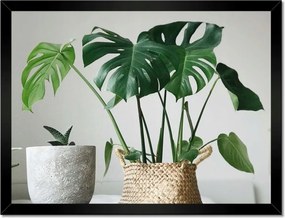 Poszter keretben 40x30 Mosnter levelek lyukas