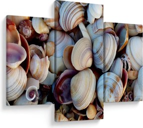 Kagyló képe (90x60 cm)