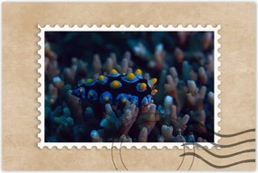 Poszter 60x40 Korallzátony hal