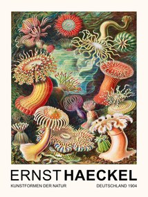 Festmény reprodukció Actiniae–Seeanemonen / Sea Anemones (Vintage Academia) - Ernst Haeckel, (30 x 40 cm)