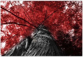 Poszterek 155x105 mamutfenyő Magas fa