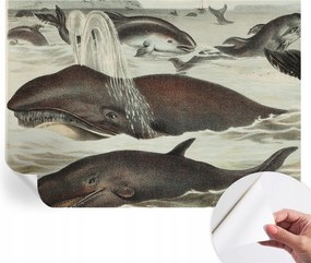 Modern öntapadós fotótapéta Mosható Tengeri lények 208x146 cm