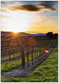 Poszterek A4 Pion Szőlőbirtok Tájkép