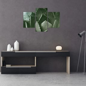 Kép - Zöld agávé (90x60 cm)