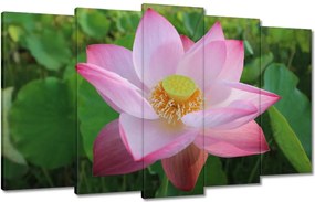 Vászonkép 100x60 Lótusz Lótuszvirág