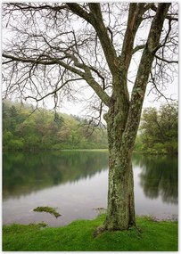 Poszterek A4 Pion Fa Folyó Erdő