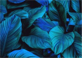 Fali fotótapéta előszoba konyhába Kék levelek 312x219 Ragasztó