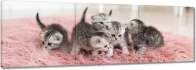 Vászonkép 90x30 Öt kis cica