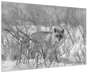 Kép - Róka, fekete, fehér (90x60 cm)