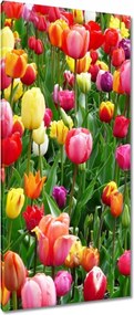 Vászonkép 55x115 Színes tulipánok a réten