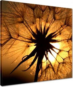 Vászonkép 40x40 Pitypang Virág Virágok