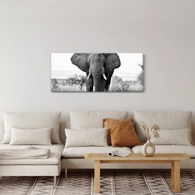 Kép - Afrikai elefánt II. (120x50 cm)