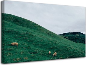 Vászonkép Természet Legelő Bárányok Hegyek 80x50