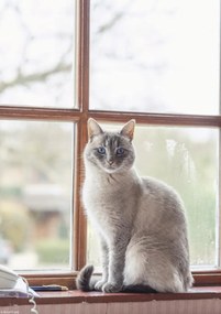 Poszter 21x29,7cm Macska az ablakpárkányon, Assaf Frank