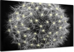 Vászonkép 120x80 Pitypang Virág Virágok