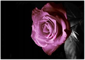 Poszterek 100x70 Lila rózsa