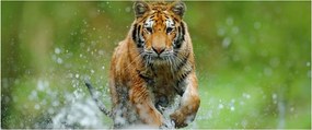 Kép - Futó tigris (120x50 cm)