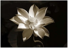 Poszterek 70x50 Lótusz Lótuszvirág