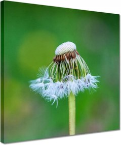 Vászonkép 30x30 Pitypang Virág Virágok