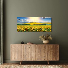 Kép - Napraforgó mező (120x50 cm)
