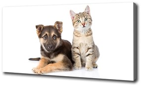 Vászonkép Kutya és macska oc-94452483