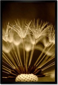 Poszterek keretben 40x60 Pitypang Virág Virágok