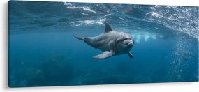 Kép - Delfin a felszín alatt (120x50 cm)