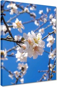 Vászonkép 30x40 Almafa virág