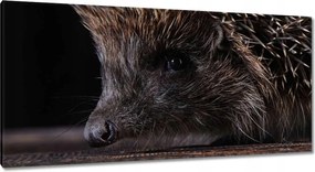 Festmények 115x55 Kis sündisznó portré