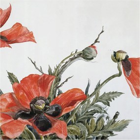 Flizelin tapéta falra Prémium piros pipacs 250x250 Ragasztó