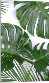 Üveg Vágódeszka 30x52 Monstera Konyhába