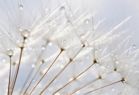 Fotótapéta Flizelin Dekoratív Hálószoba Rosa pitypang 152x104