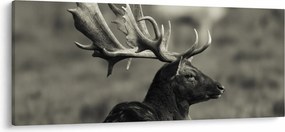 Kép - Szarvas (120x50 cm)