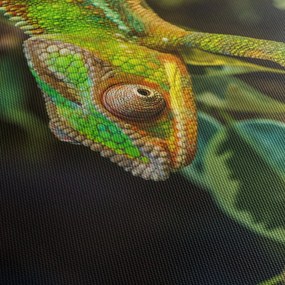 Kaméleon képe (90x60 cm)